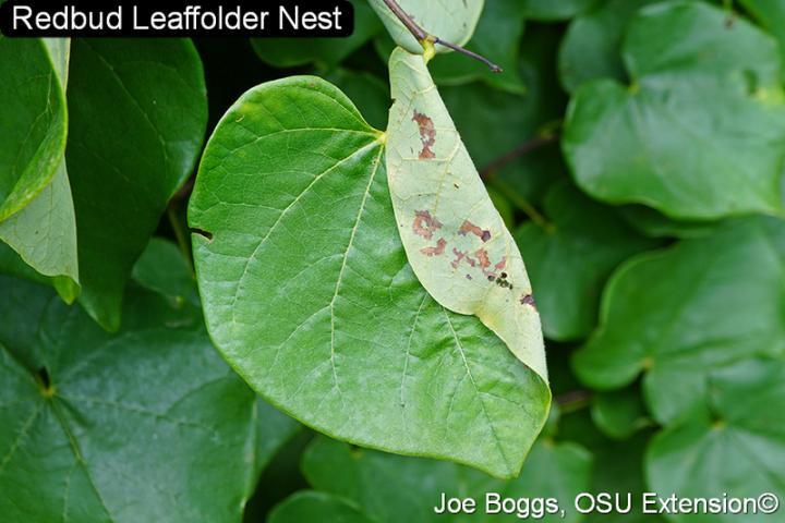 Leaffolder Nest on leaf